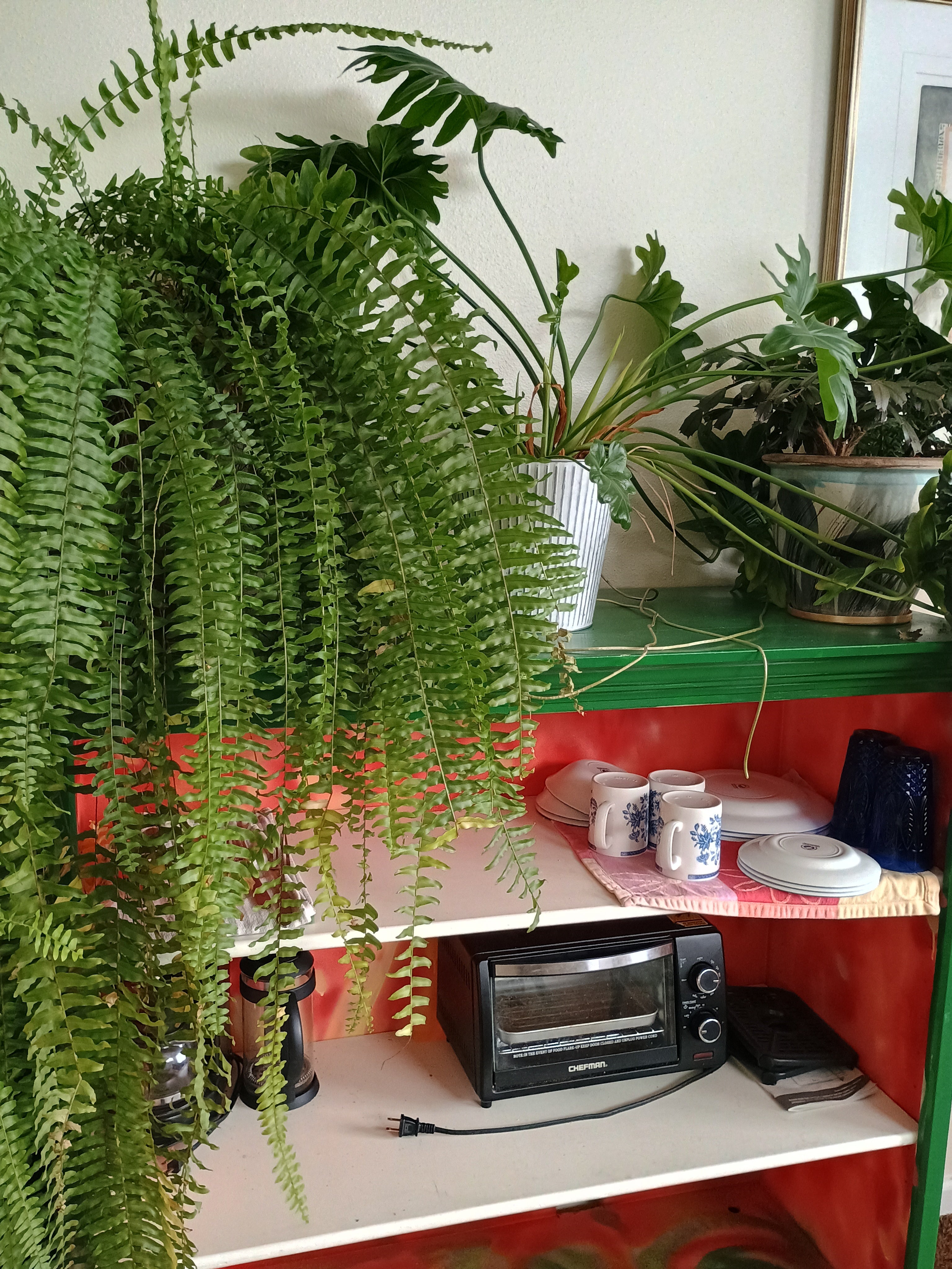 Fern plant in a room with basic kitchenette items