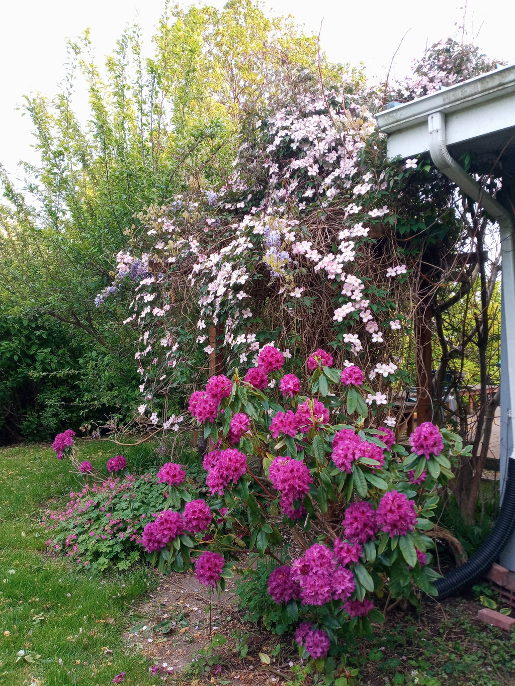 Floral garden with pink and purple flowers in a garden setting
